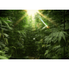 Why do People Take CBD?